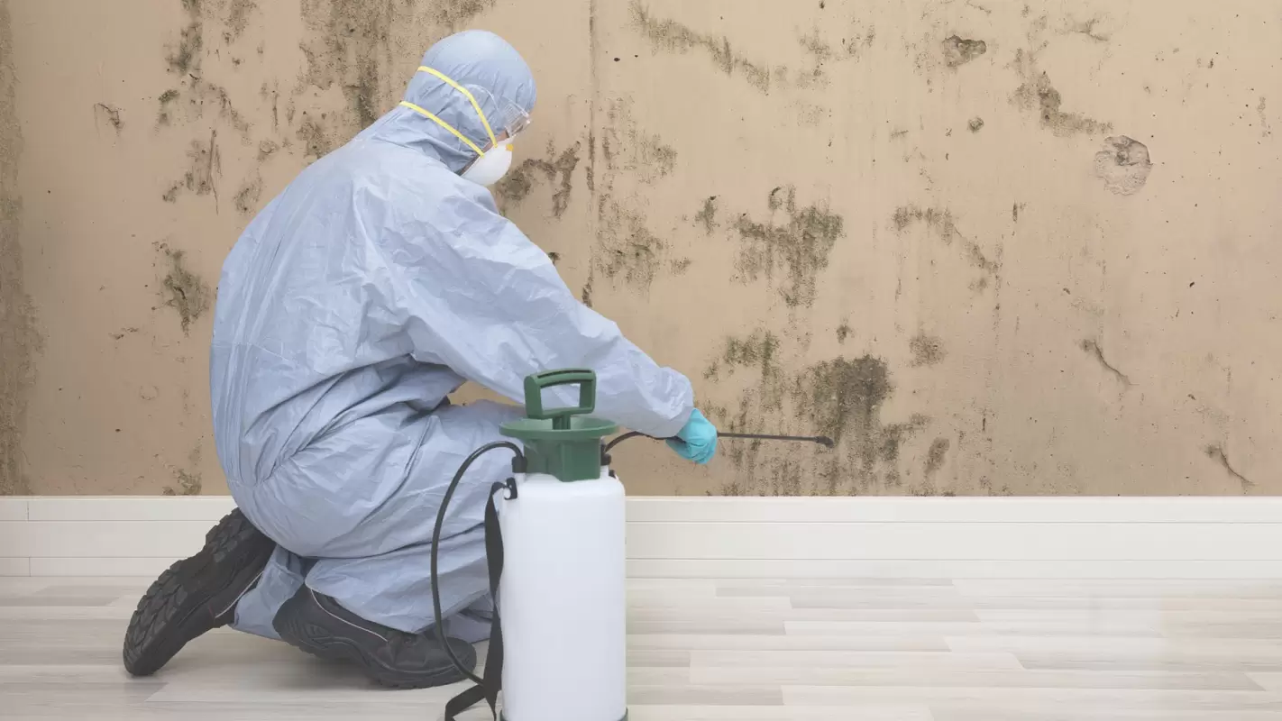 Get rid of mold with our affordable mold remediation services