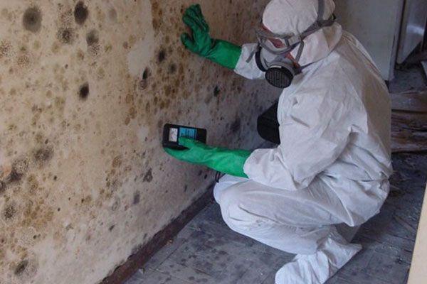 Mold Removal Service