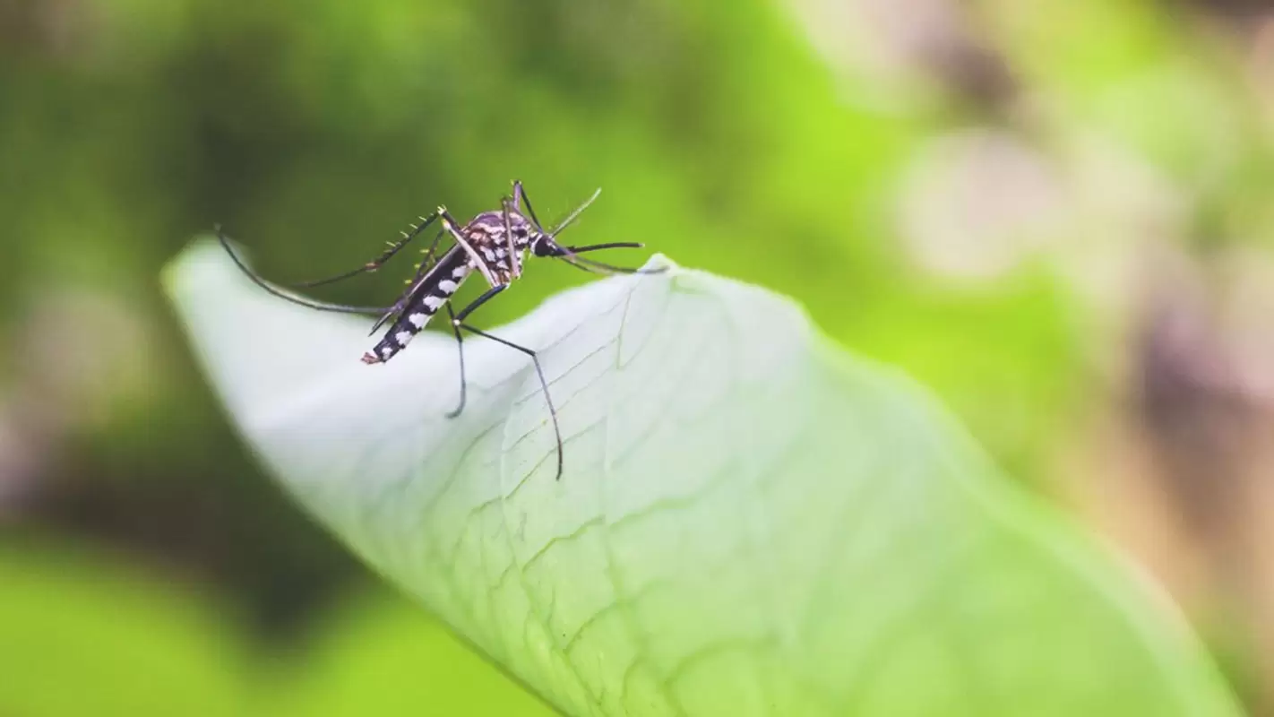 Mosquito Control to Prevent Harmful Diseases from Spreading!