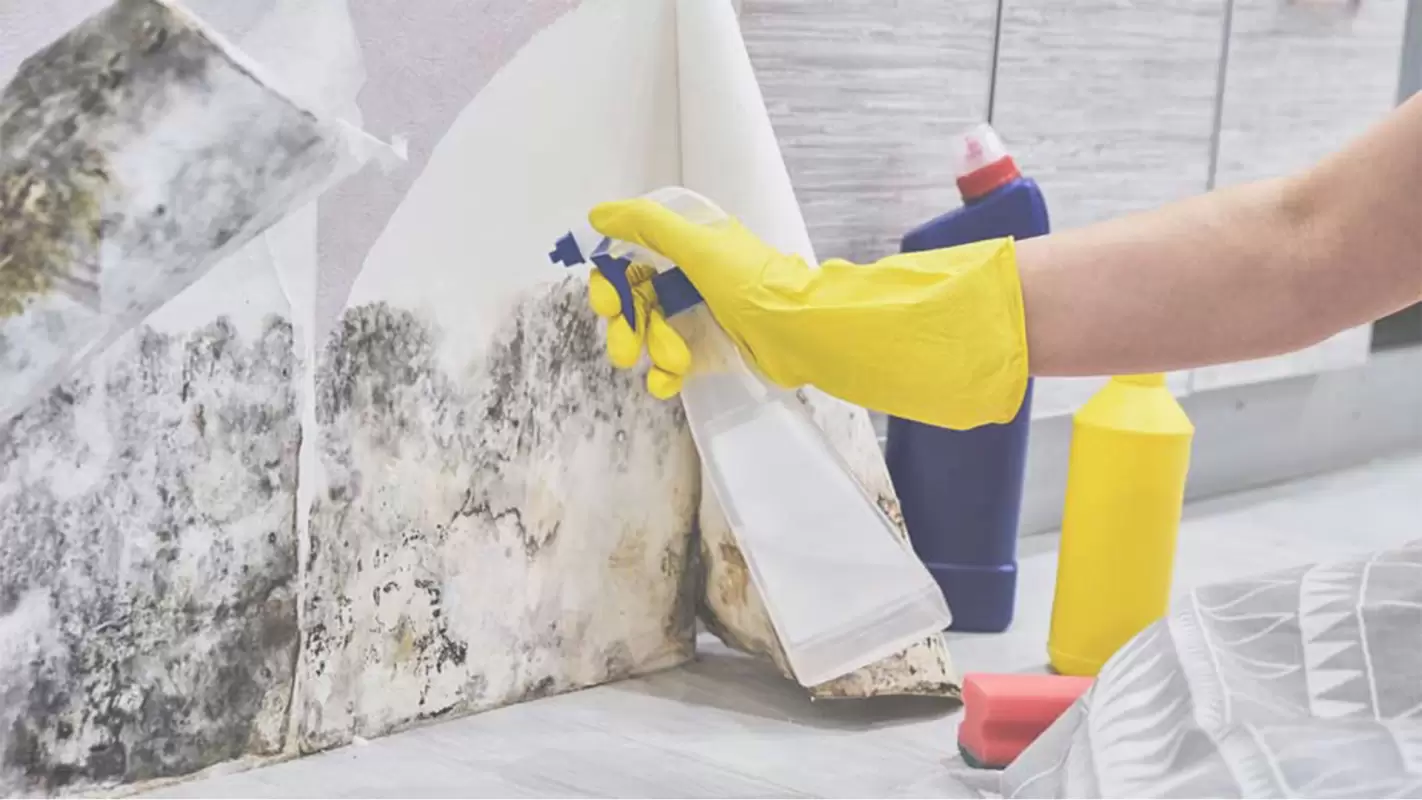For Competitive Mold Remediation Cost Contact us