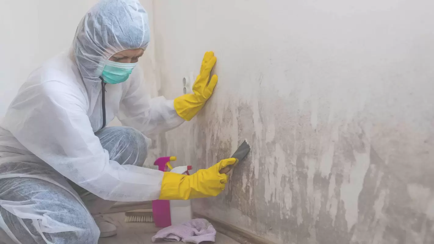 Mold Removal Techniques Delivering Error-Free Results