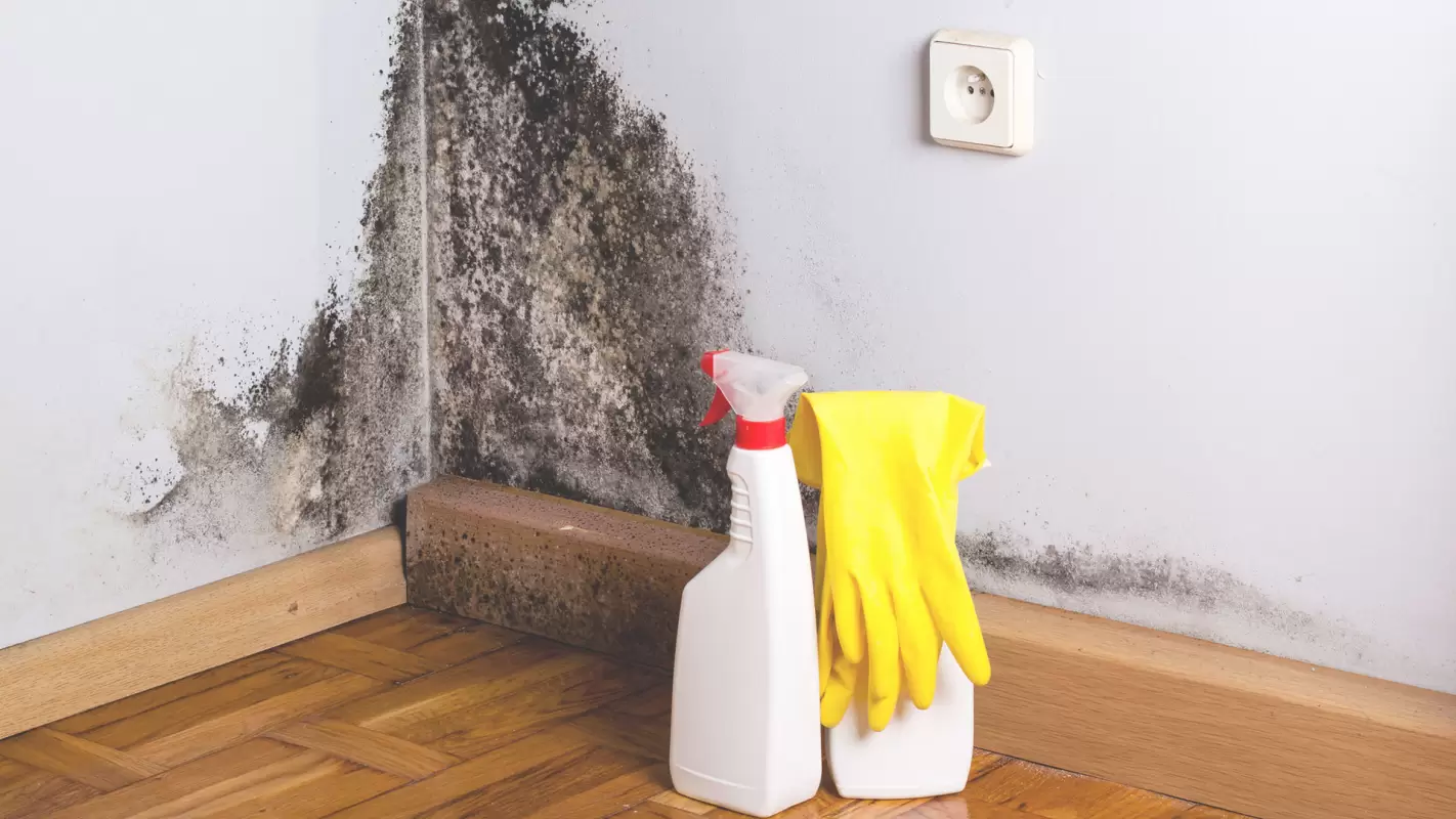 Clean Your Air With Quality Mold Testing Services