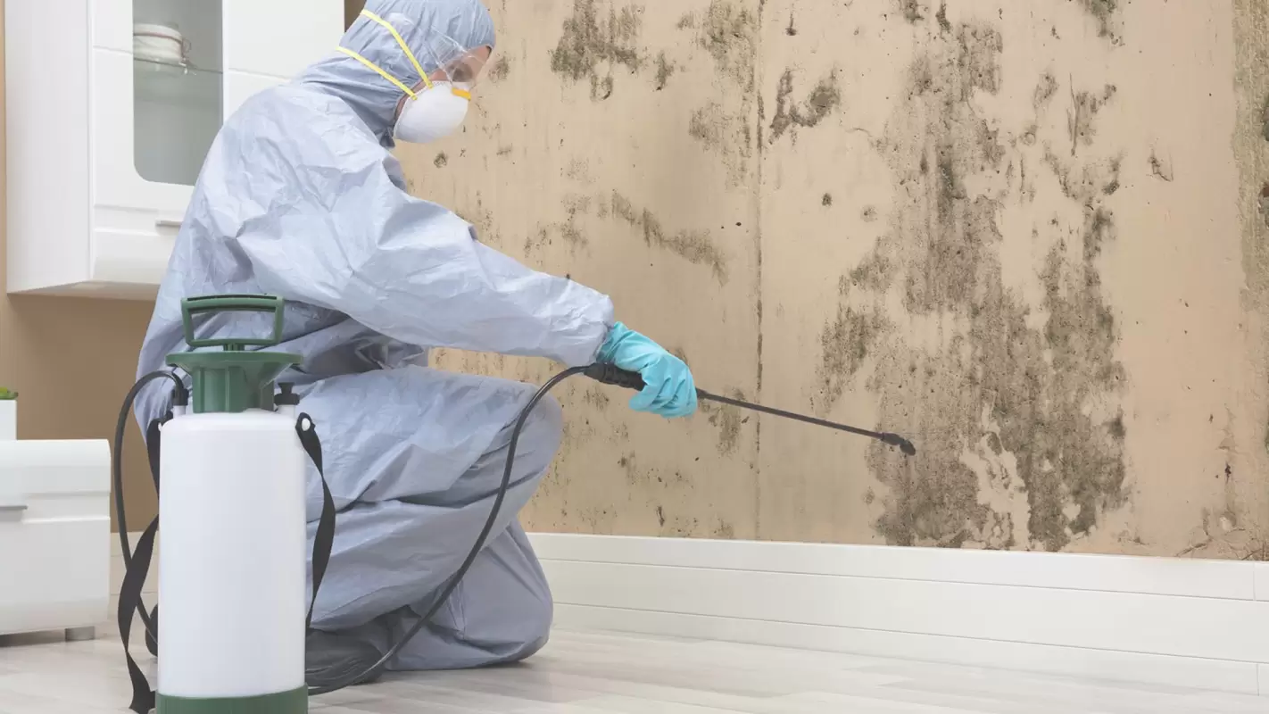 Count Us For Mold Removal Services As Healthy Homes Start With Mold Free Spaces