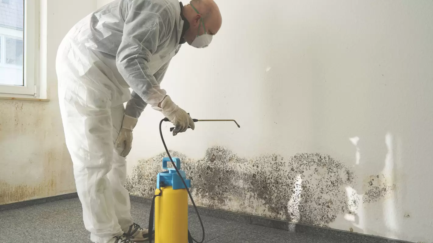 Licensed Mold Removal Contractors Who Help You Completely Wipe Out Mold from Your Property!