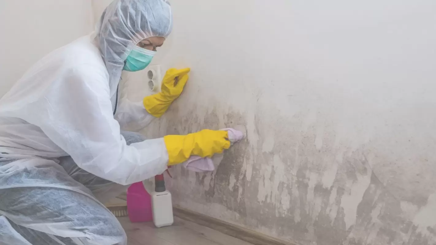 Mold Removal Service Near Me? We Help You Get Rid Off from the Mold!