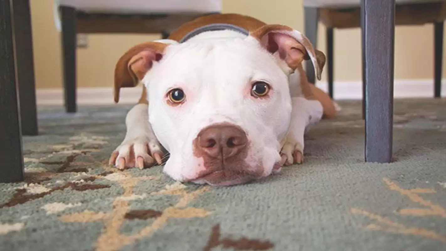Pet Stain Removal Mequon WI
