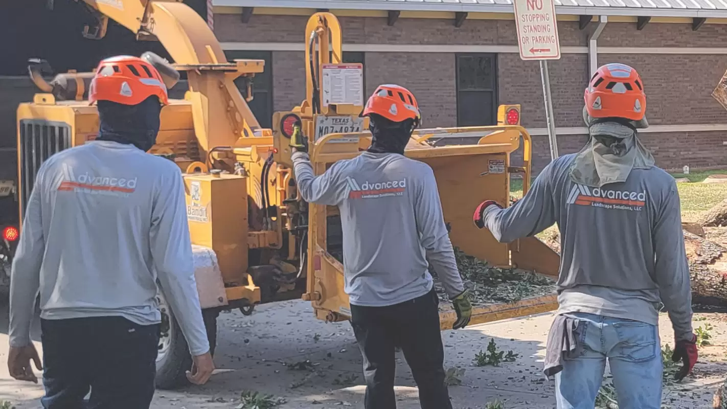 Best Tree Removal Company to Elevate Your Tree Care Experience
