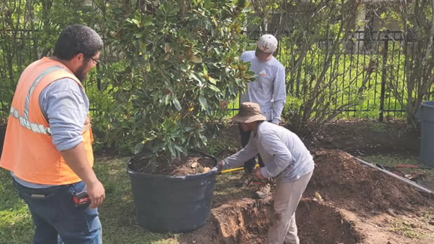 Want Professional Tree Care Services? Hire Us!