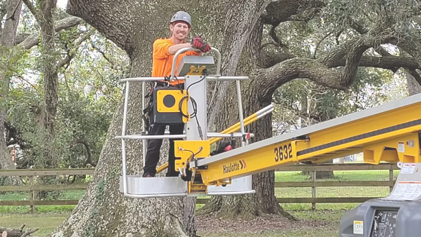 Expert Tree Pruning – Cutting the trees in the right shape
