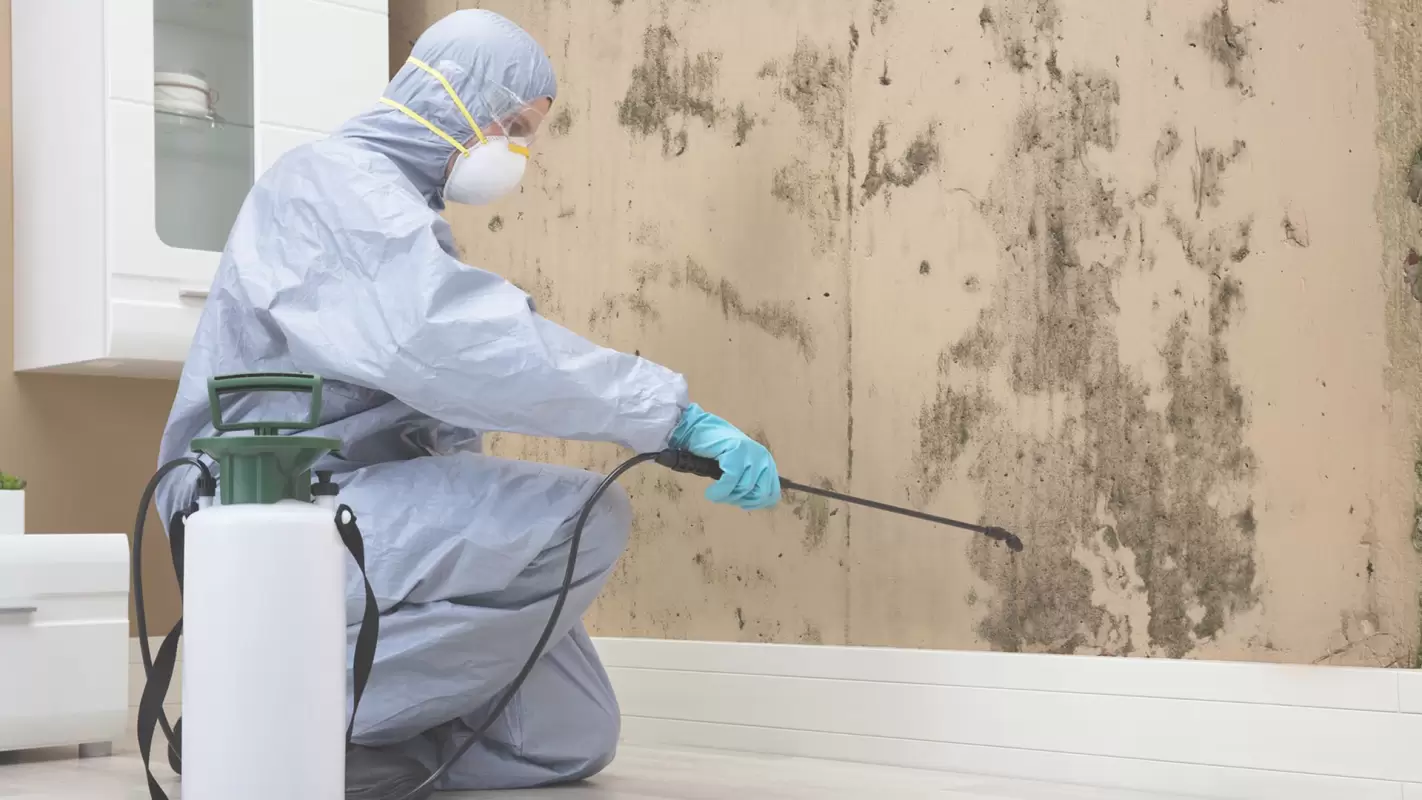 Mold Remediation Services: Removing Mold, Restoring Comfort