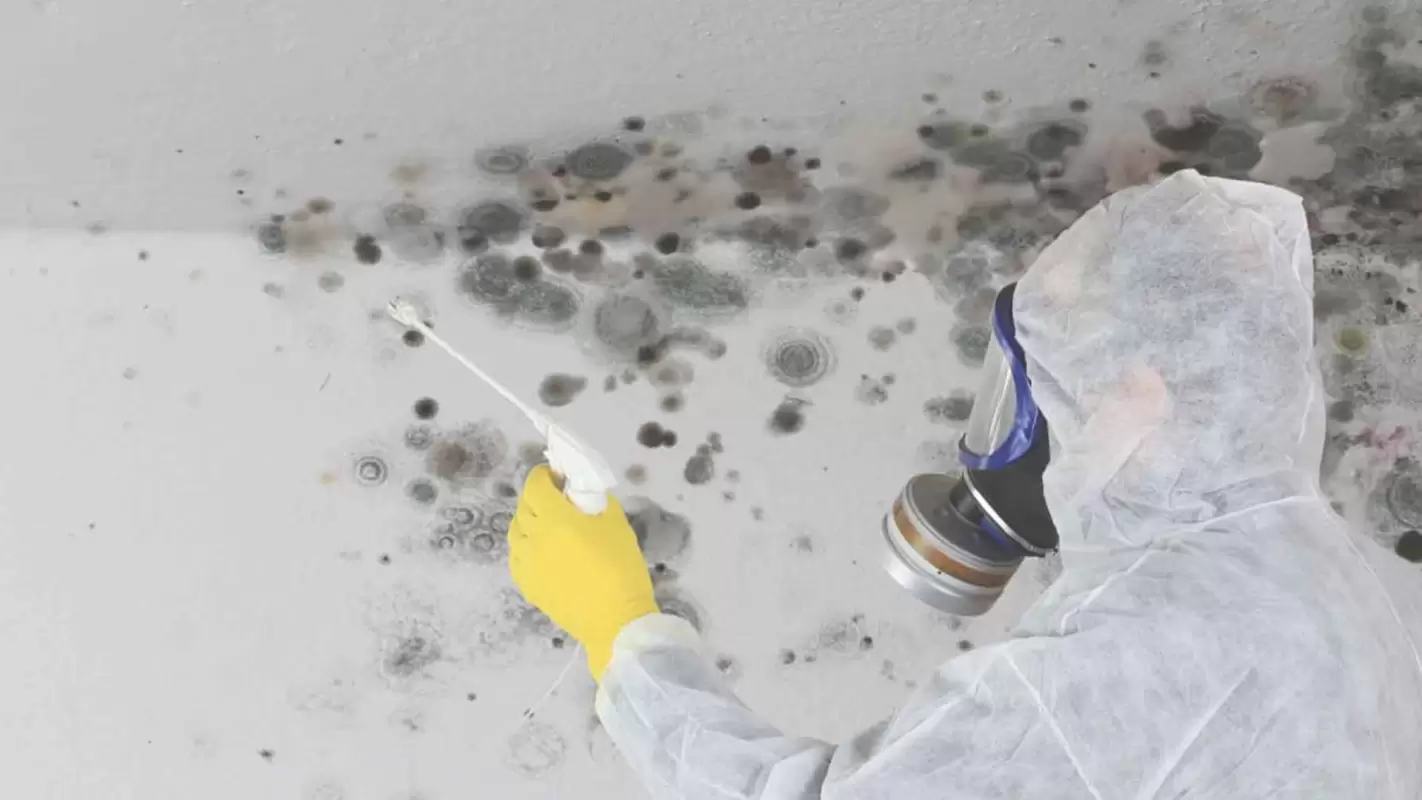 Stay safe with our Mold Inspection Service