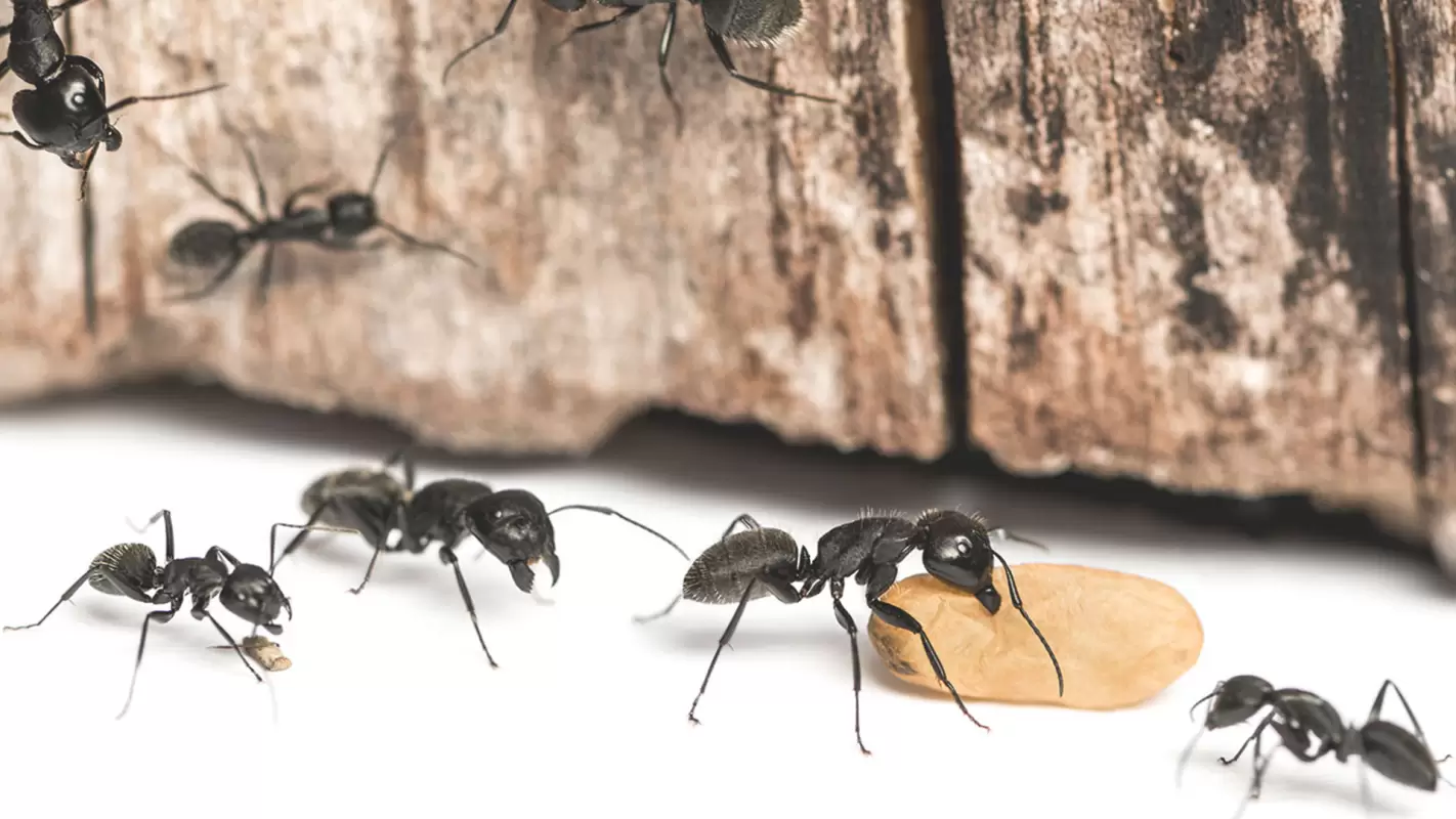 Effective Ant Extermination Services for a Healthier House