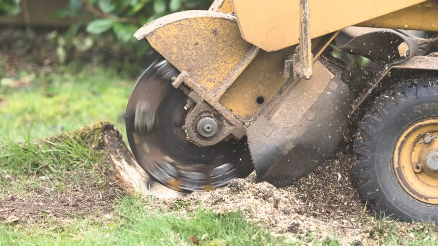 Comprehensive stump grinding: quality assurance!