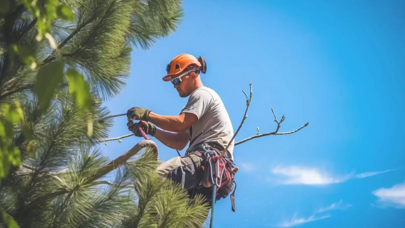 Tree trimming contractors for expert advice and service!