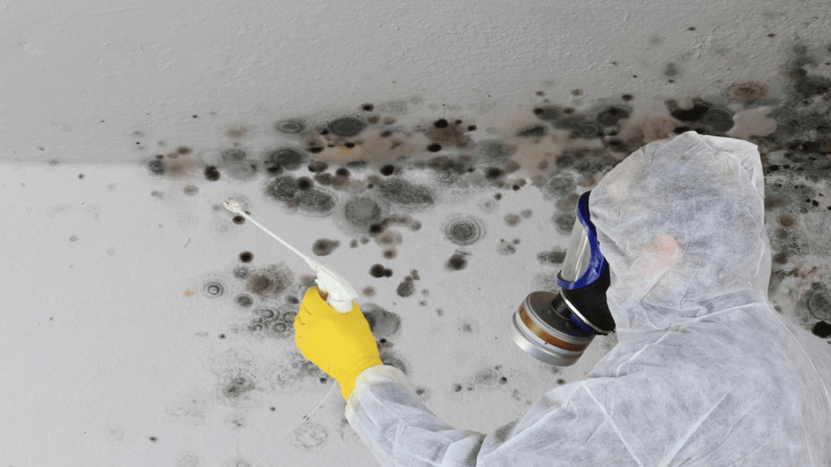 Experience Unparalleled Mold Remediation Services Today