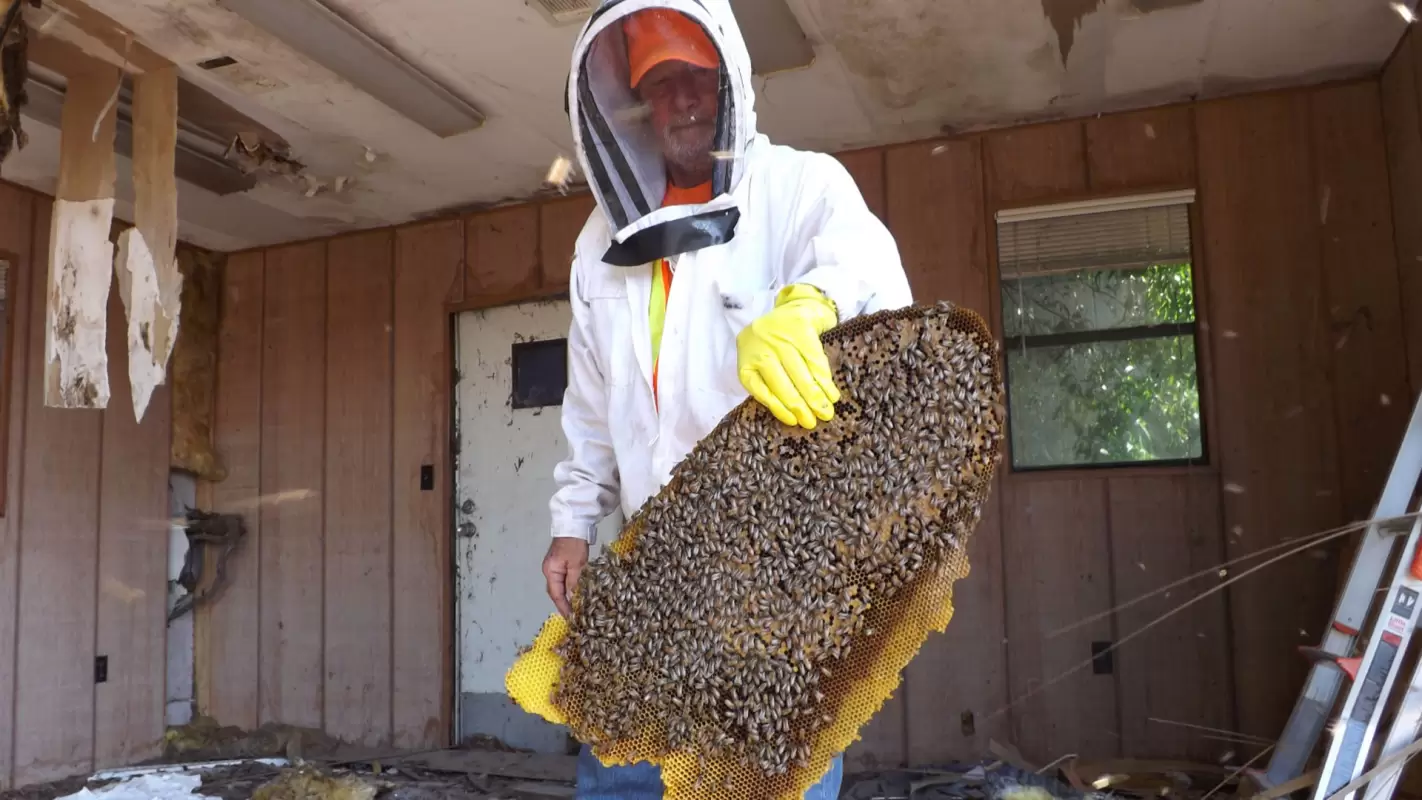 Trust Our Pros For Commercial Bee Removal