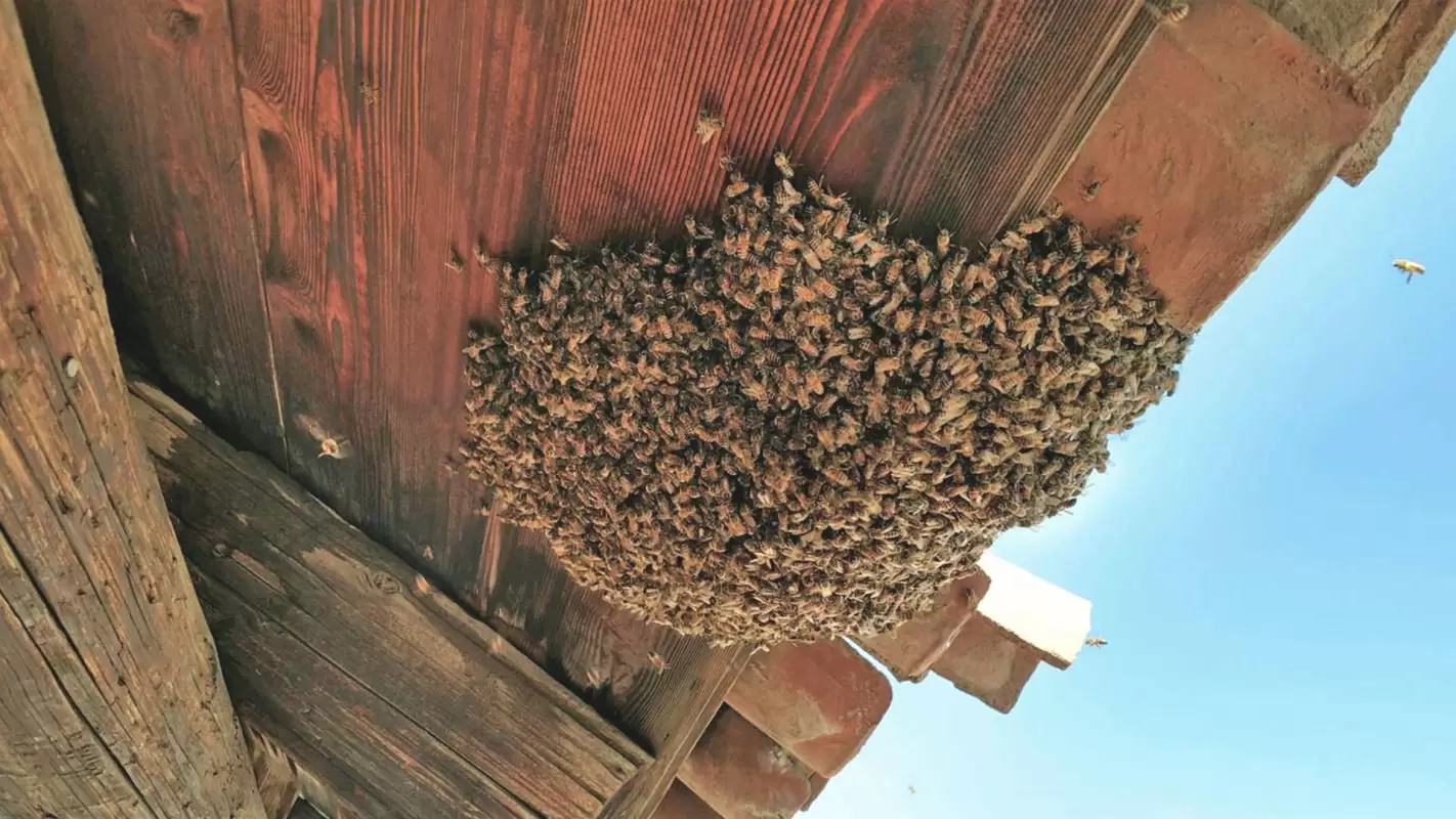 Certified Bee Removal Experts for Buzz-Free Homes