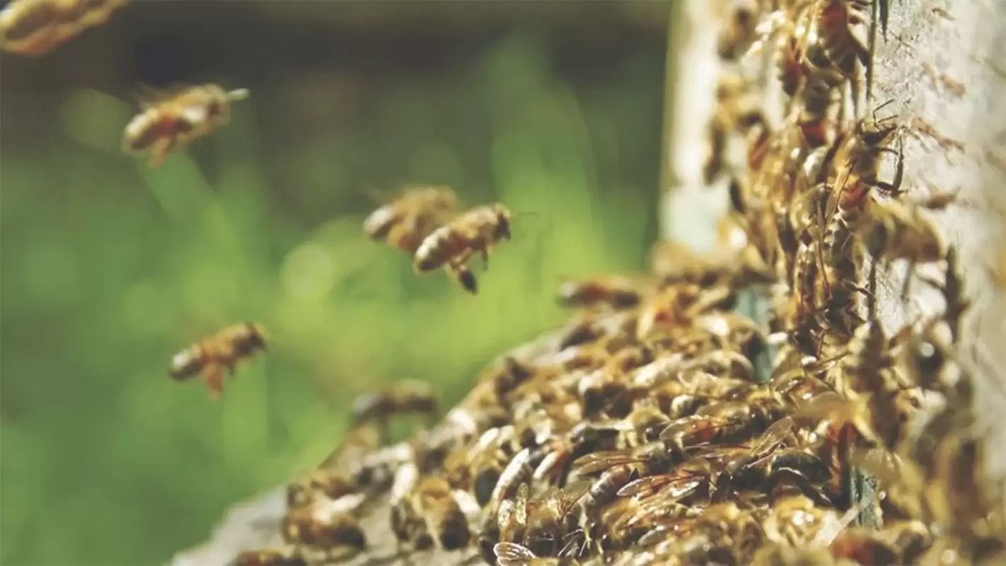 Humane HoneyBee Control Services- Gentle Solutions for Buzzing Friends