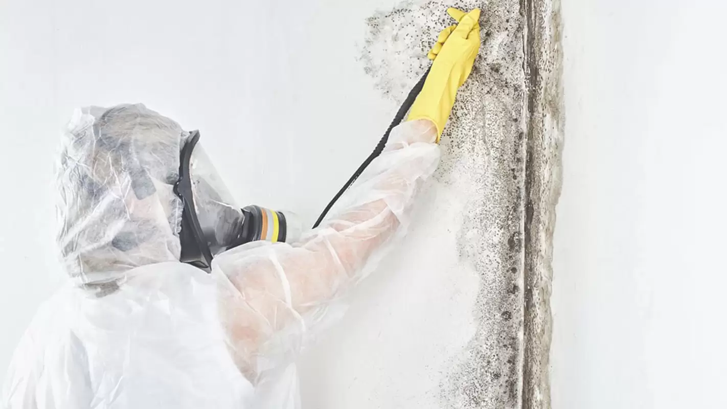 We Tackle Mold Damage Cleanup, So You Don’t Have To