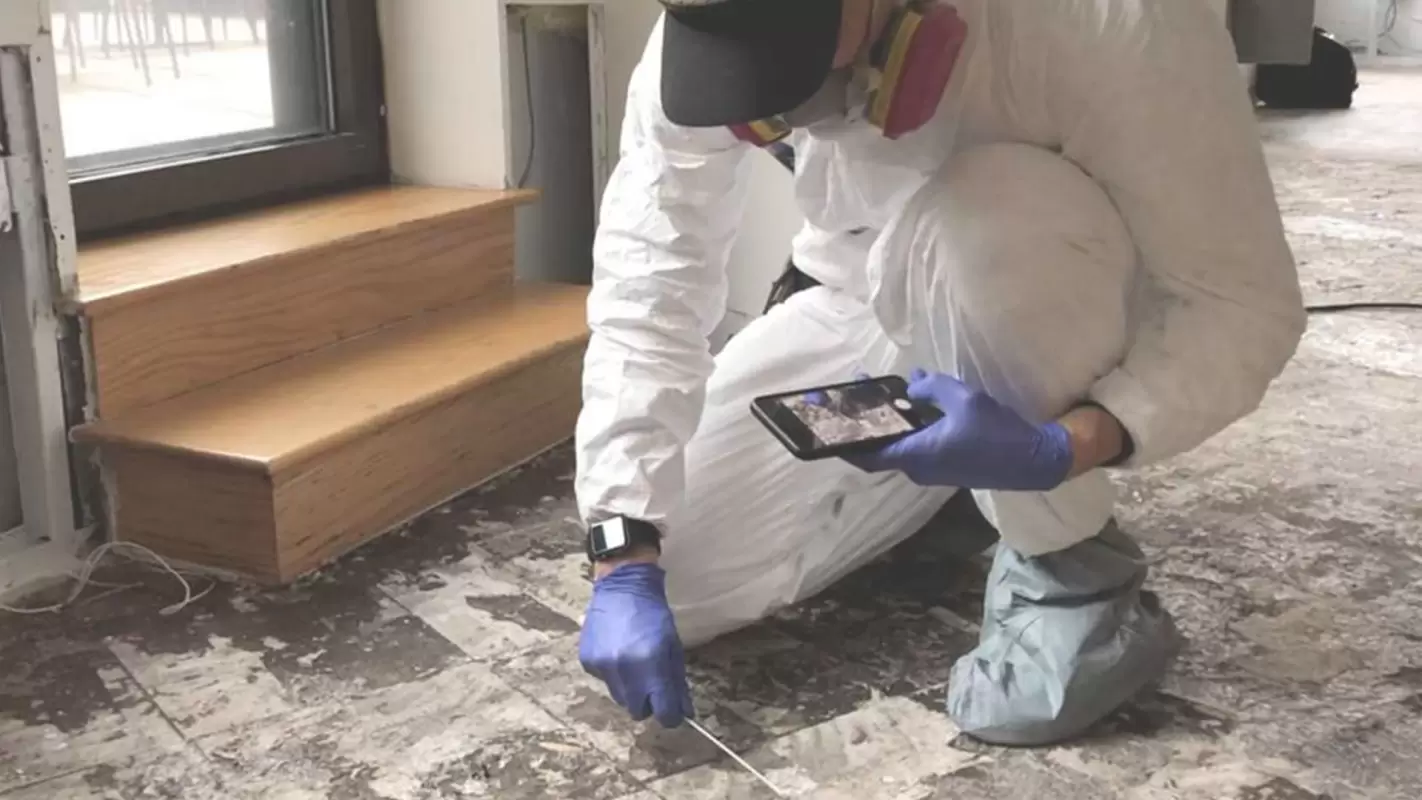 From Detection to Eradication: Mold Remediation Specialists