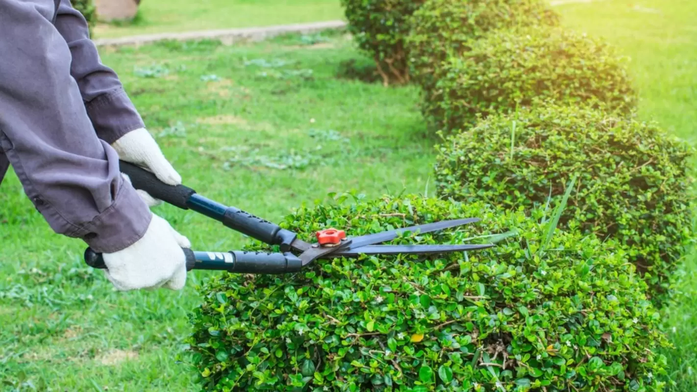 Professional Lawn Care Services Making Lasting Impressions