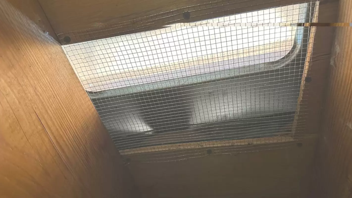 Rat Removal Service to Get Rid of Rats Effectively!