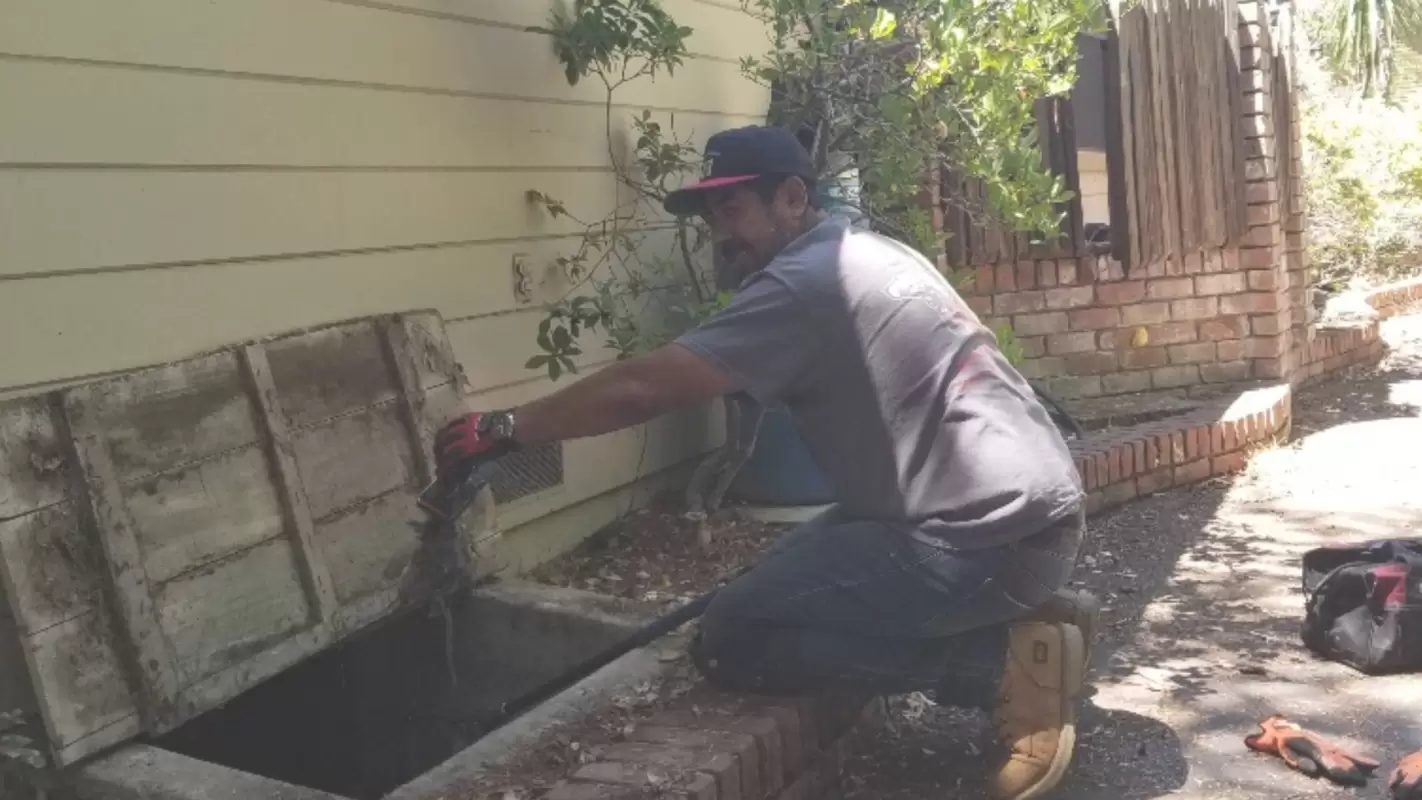 Rat Infestation Solutions – We Use Non-Hazardous Methods