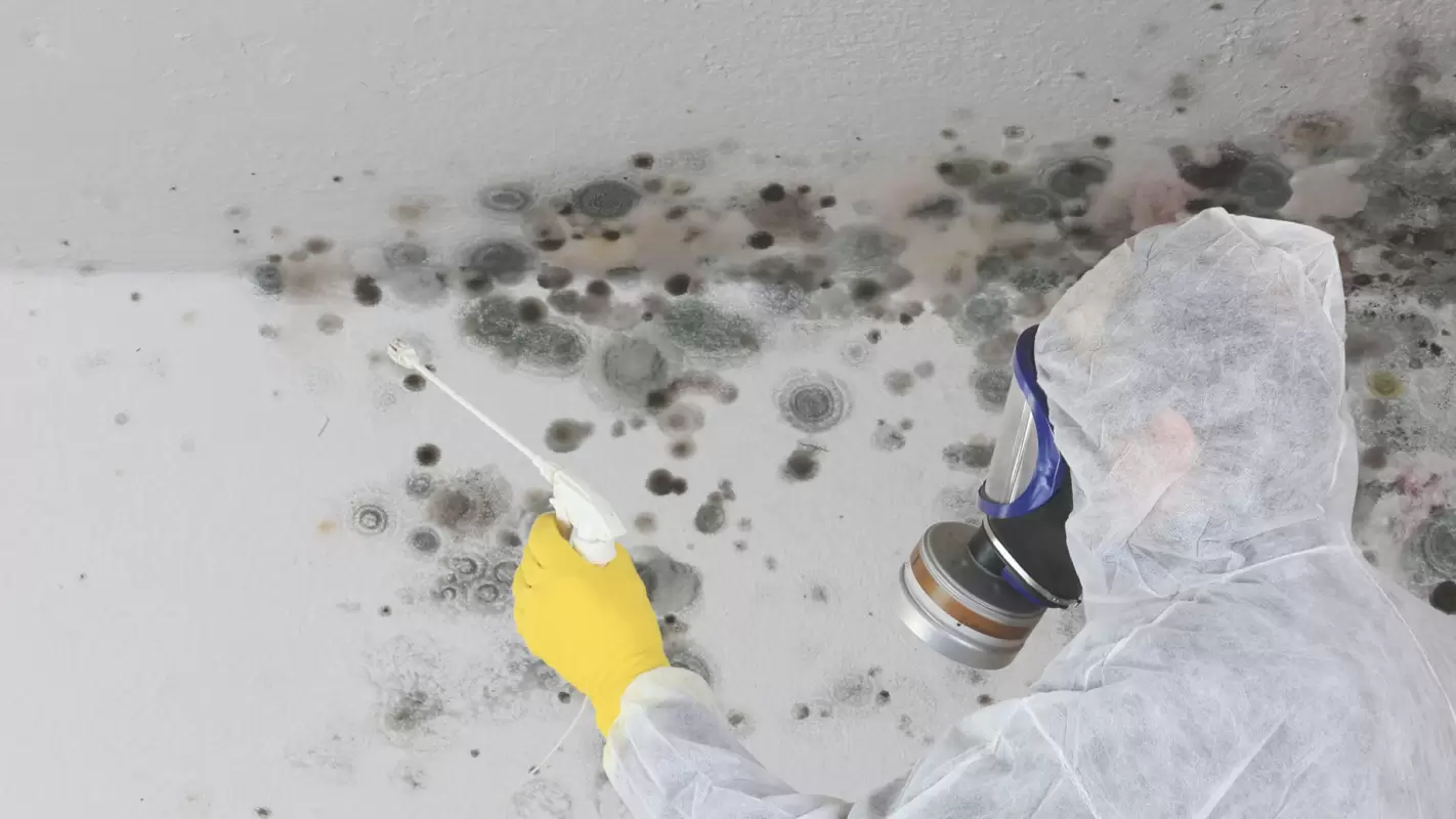 Prevent structural damage with Mold Testing Companies, like us