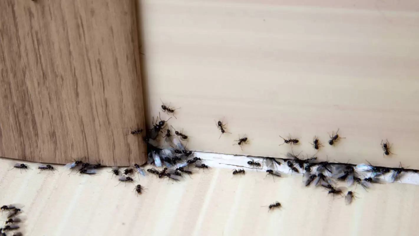 Pest Removal Services to Make Your Home Safe & Secure!
