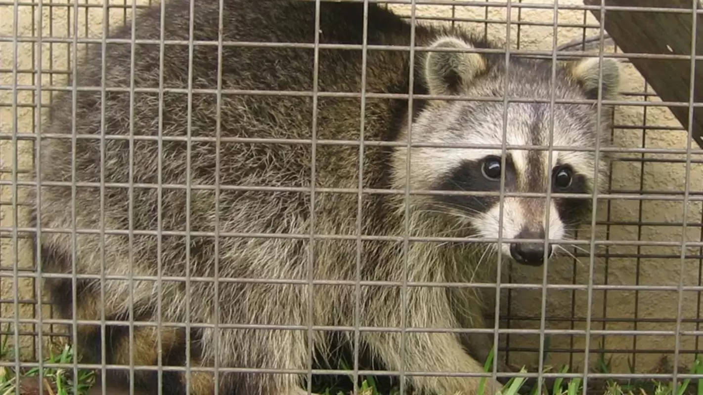 Humane Wildlife Removal at Its Finest!