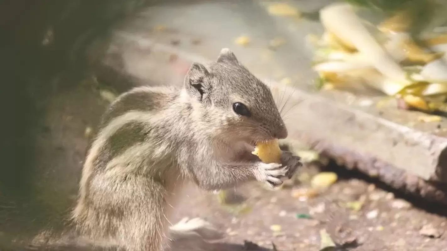 Wildlife Exclusion Services: Prevent Wildlife Intrusions with Our Services.