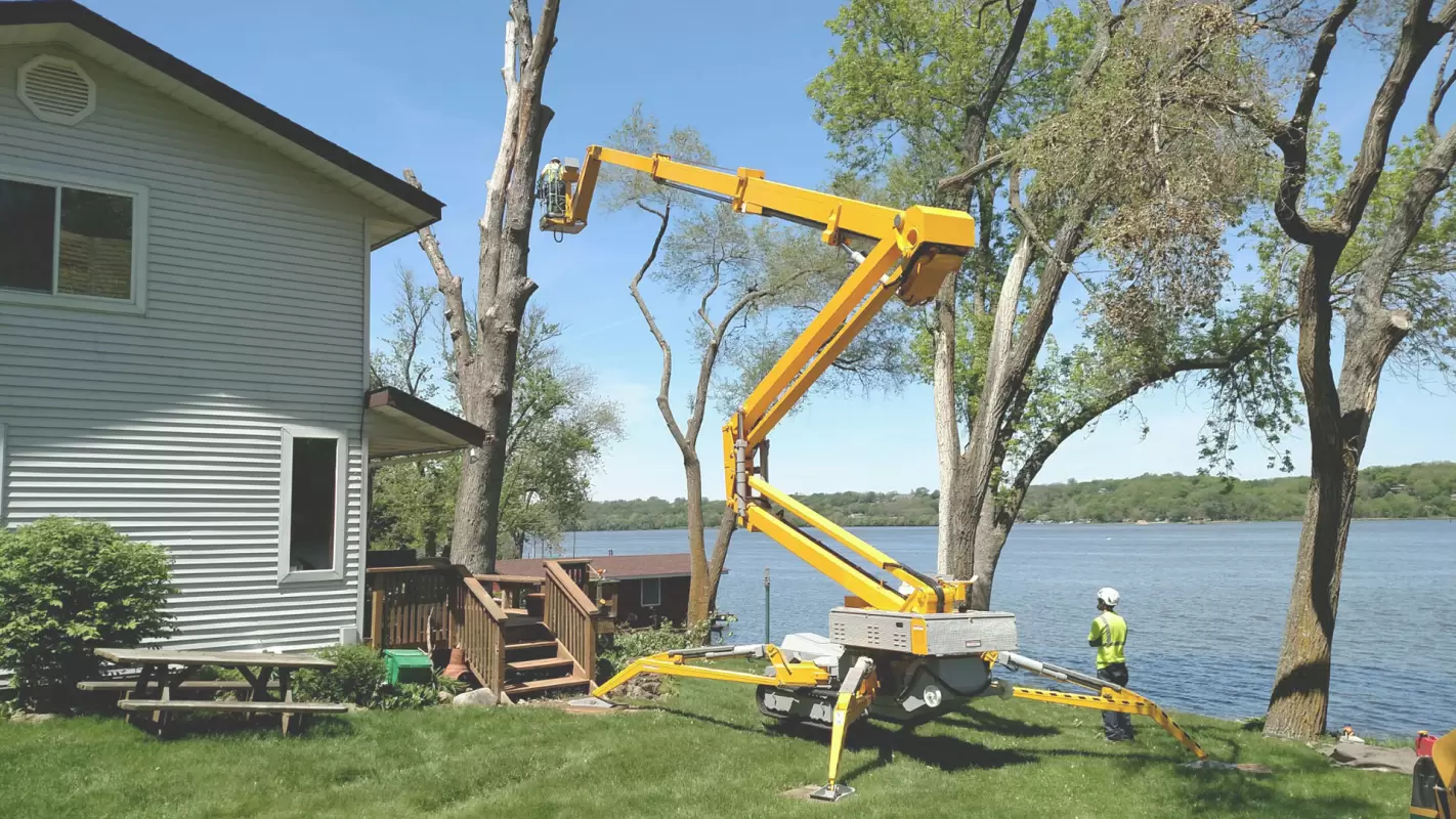 We Provide Tree Removal Services With Perfection