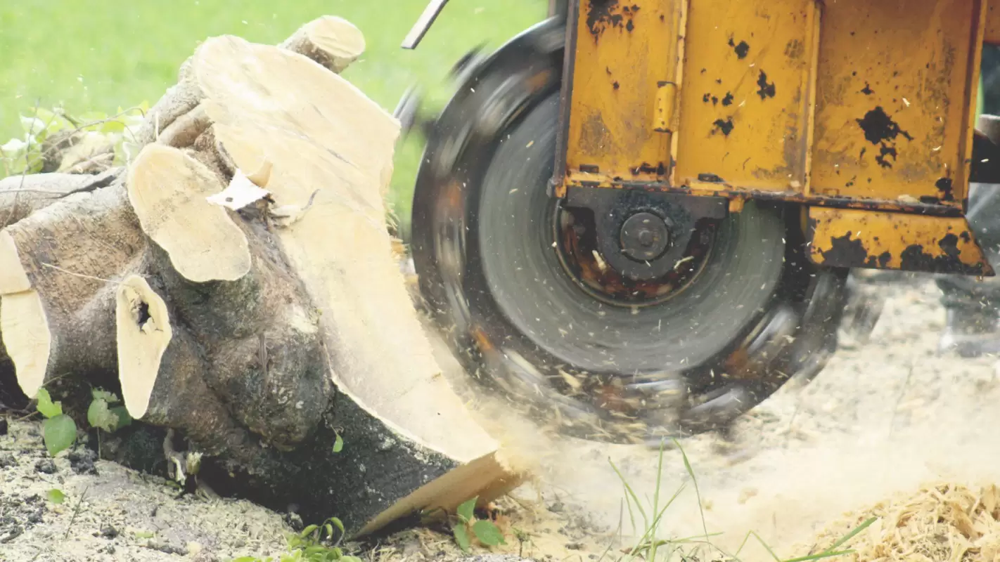 Your No#1 Choice To Get Tree Stump Grinding Services In Clinton Township, MI