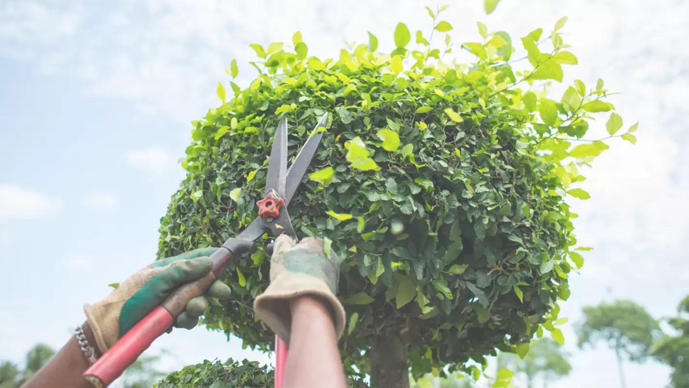 End Your Quest For “Tree Pruning Near Me” Call Us!