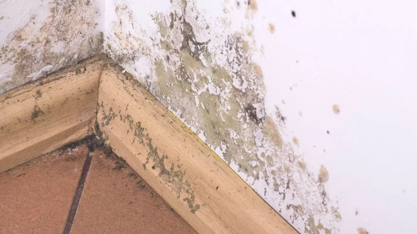 We Are A Top-Rated Mold Removal Company In Elkin Park
