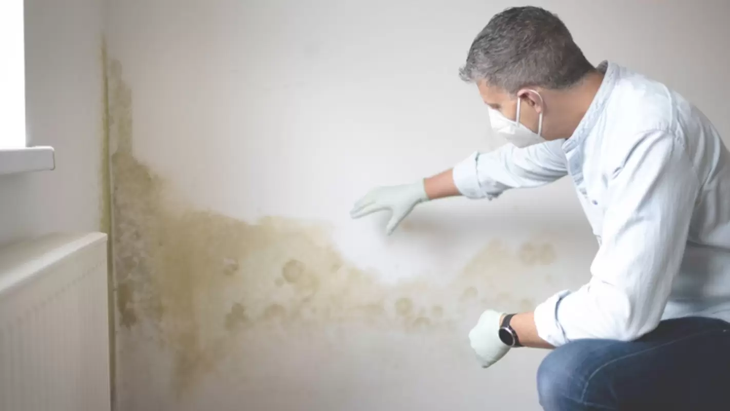 Affordable Mold Inspection Cost for a Healthier, Safer Home!