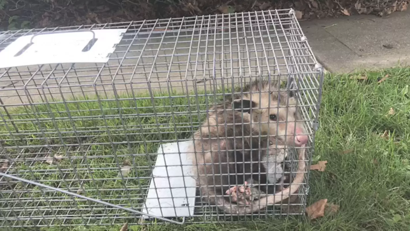 Expert Wildlife Pest Management For Peaceful Homes