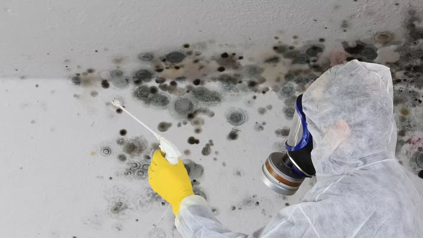 Mold Remediation Services - Ensuring No Area is Overlooked!