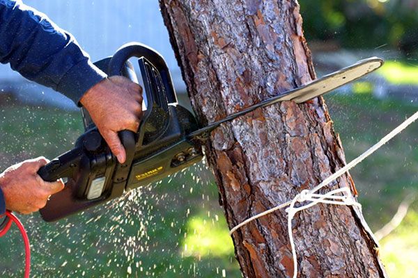 Tree Removal Service Silver Spring MD