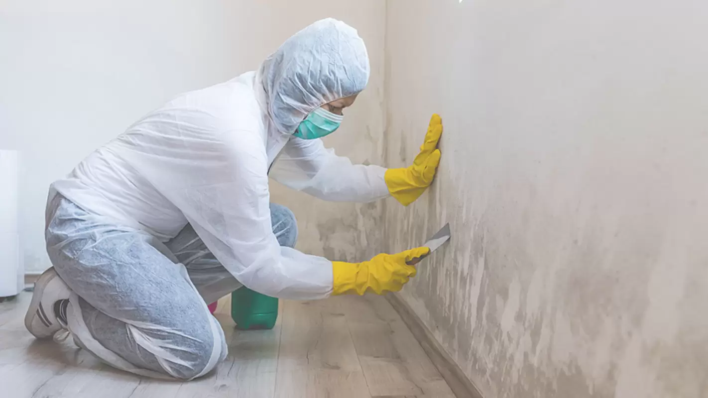 Embrace Mold-Free Living With Our Professional Mold-Removal