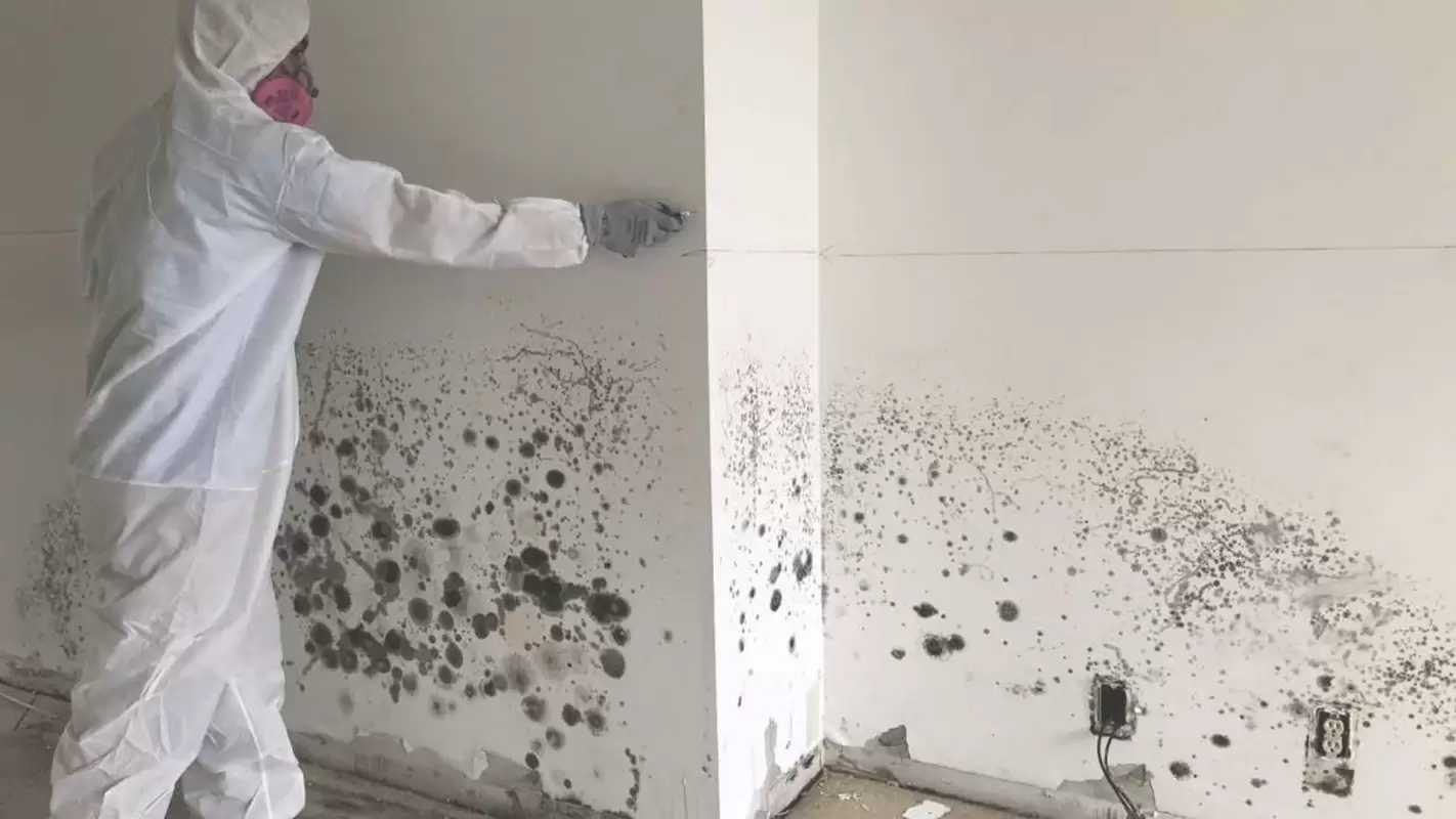 Expert Mold Remediation Services For Lasting Results