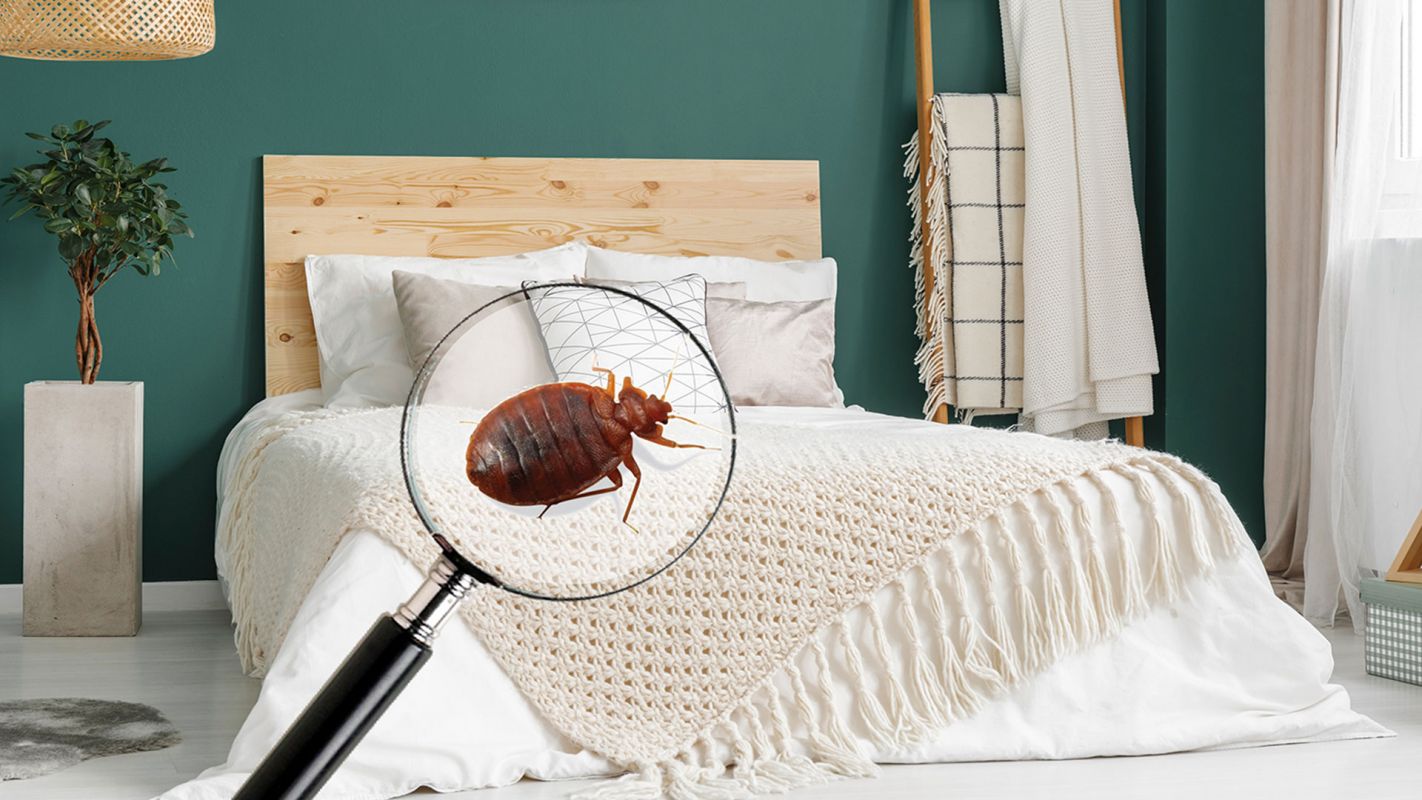 Bed Bug Control Services Chicago IL