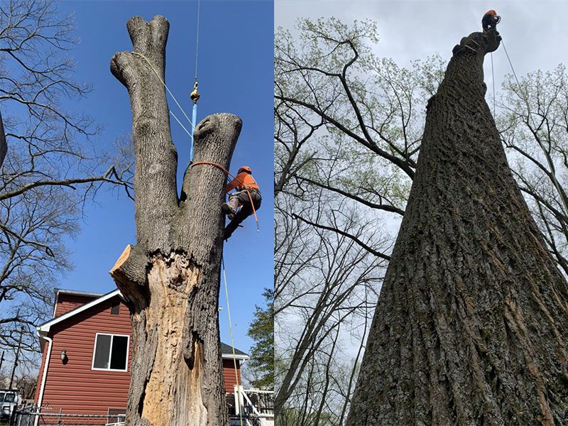 Tree Trimming Service Potomac MD