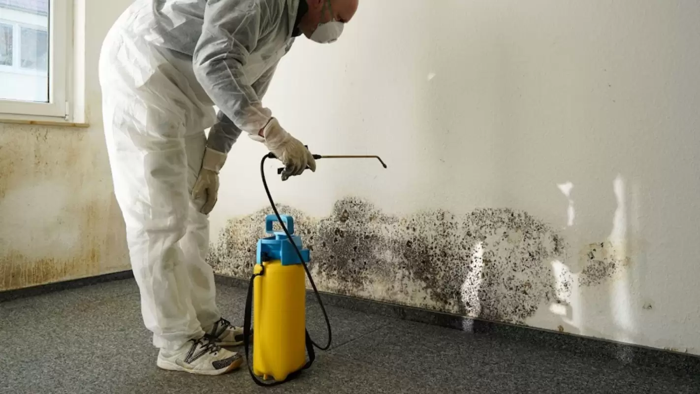 We are Offering Safe Mold Remediation Solutions