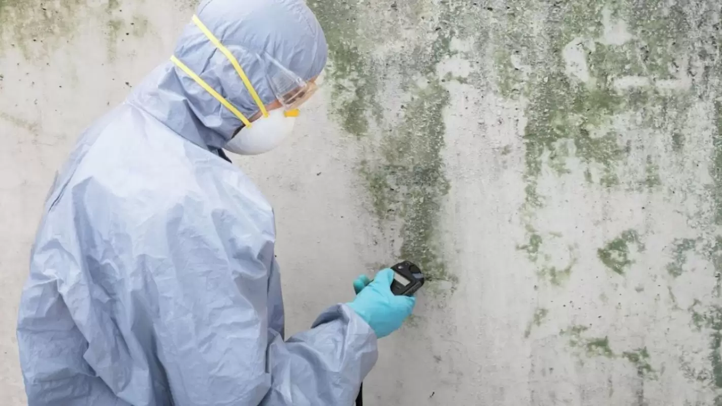 Looking For Professional Mold Inspection Companies? Hire Us!