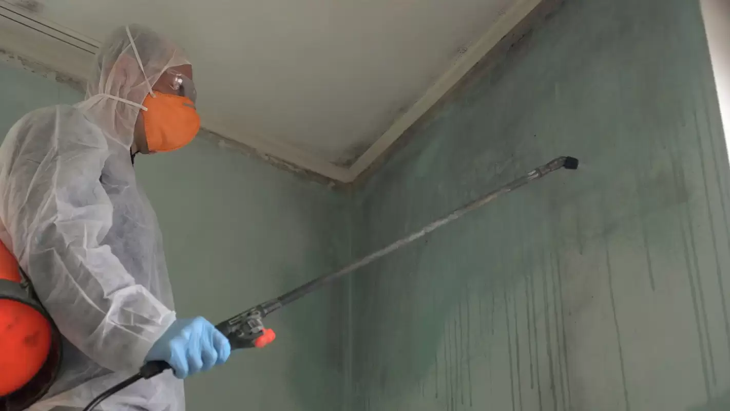 Seeking a “Mold Remediation Services Near Me?” Call Us!