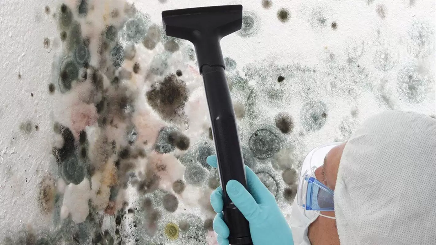 Looking For Mold Remediation Services? We Are Here For You!