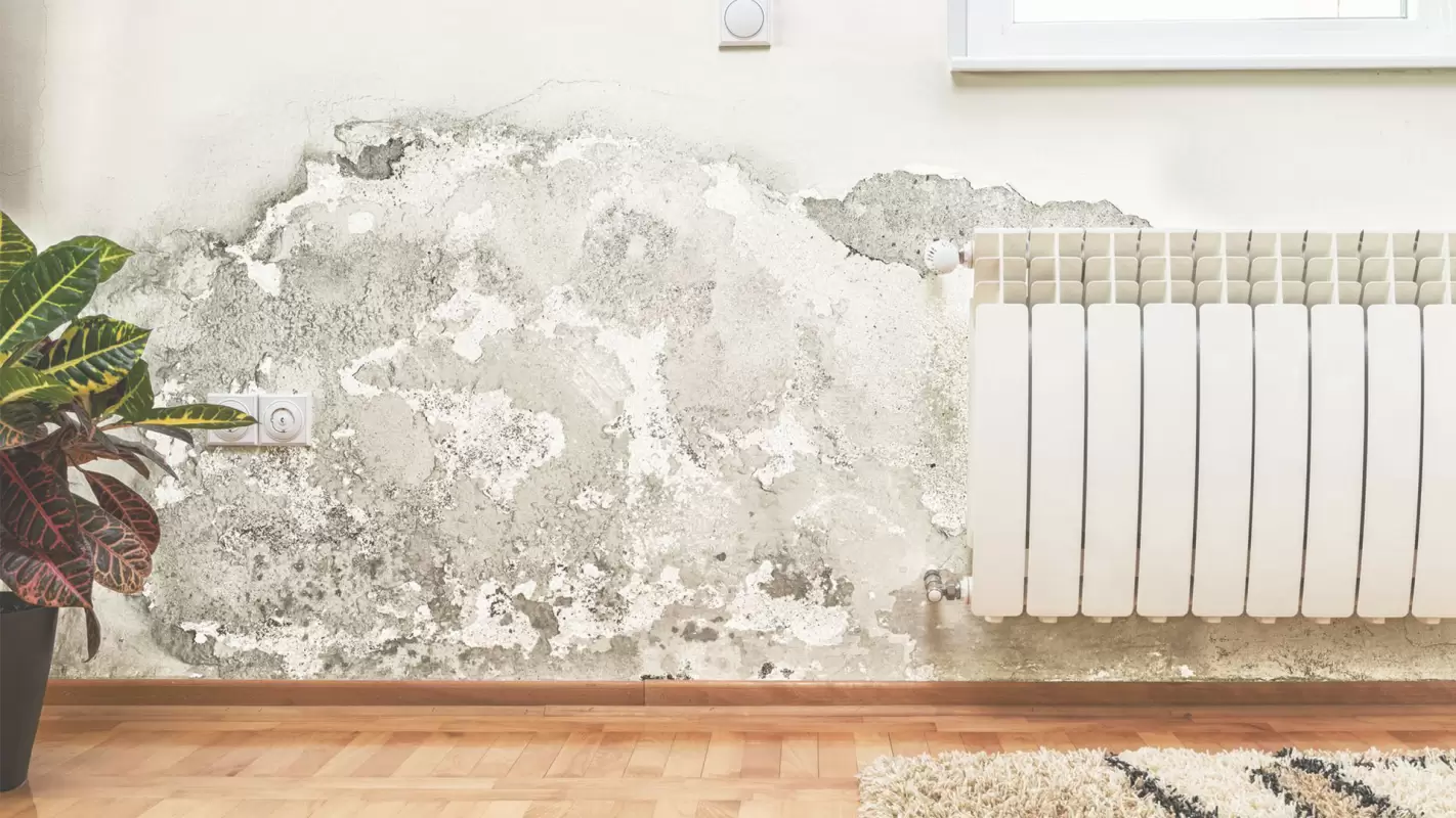 Wipe Out All The Damage With Mold Remediation Services