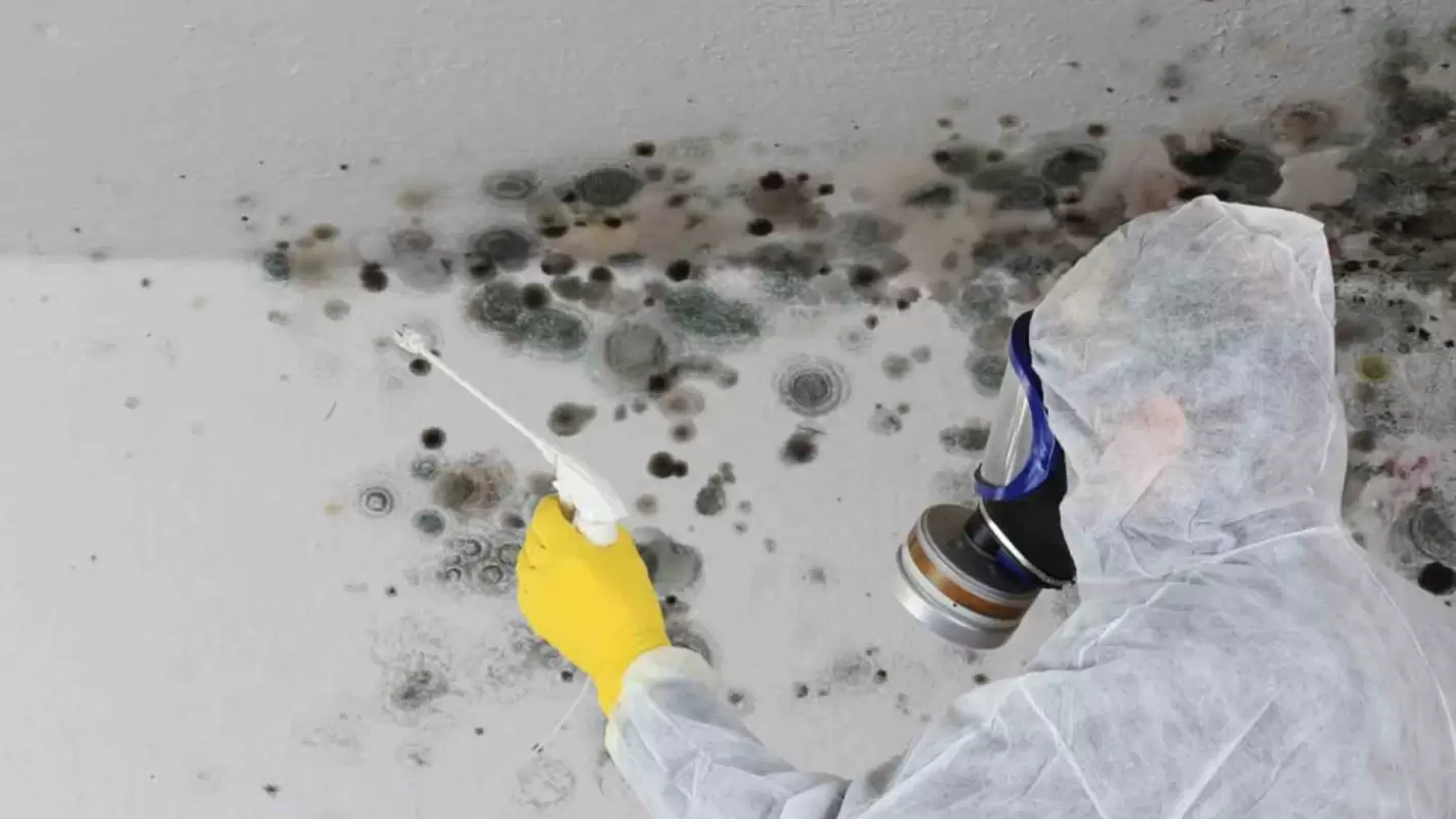 Are You Looking For A Dependable Mold Remediation Company? Contact Us!
