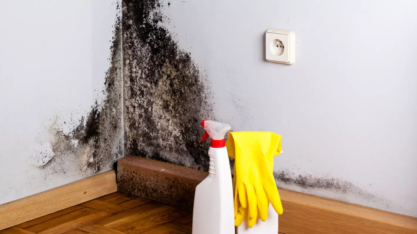 End Your Search For “Mold Remediation Near Me” By Calling Us!